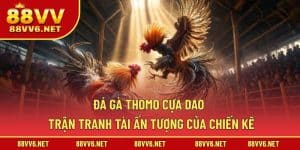Đá gà Thomo Cựa Dao